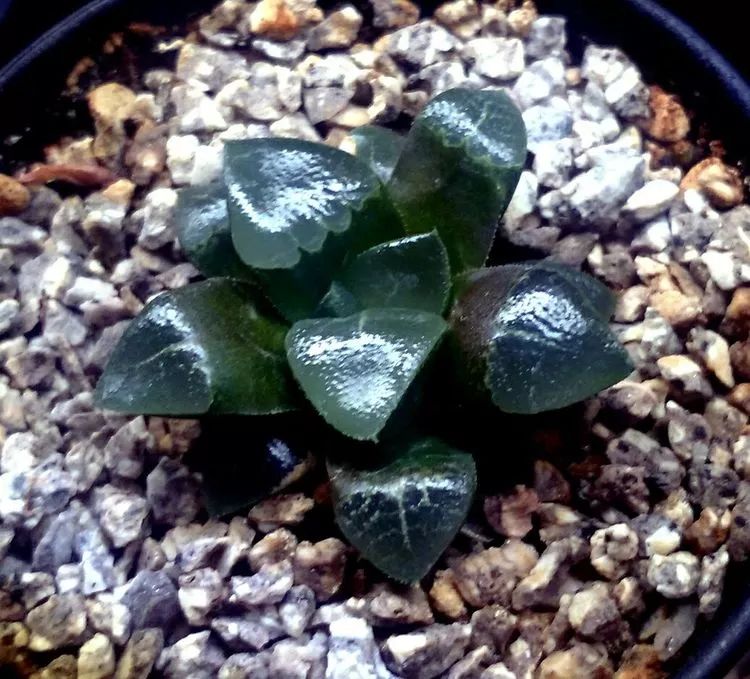 做足了功课养多肉,不用操心就能养好的多肉