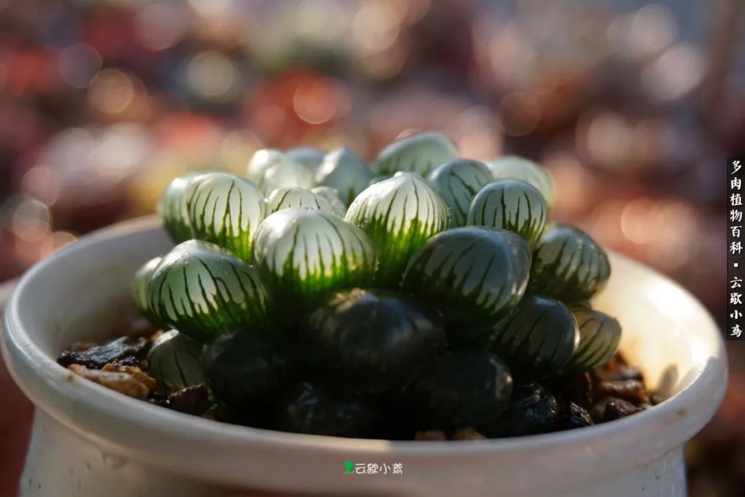 不负人间风月,不负人间风月创作的原声