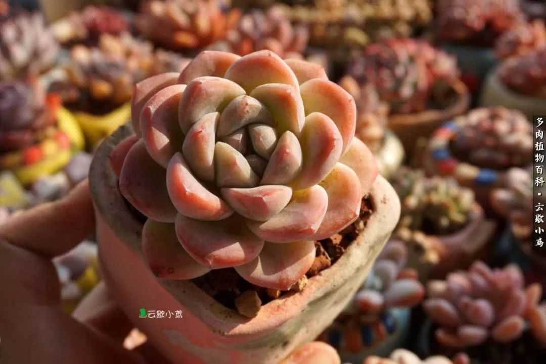 不负人间风月,不负人间风月创作的原声