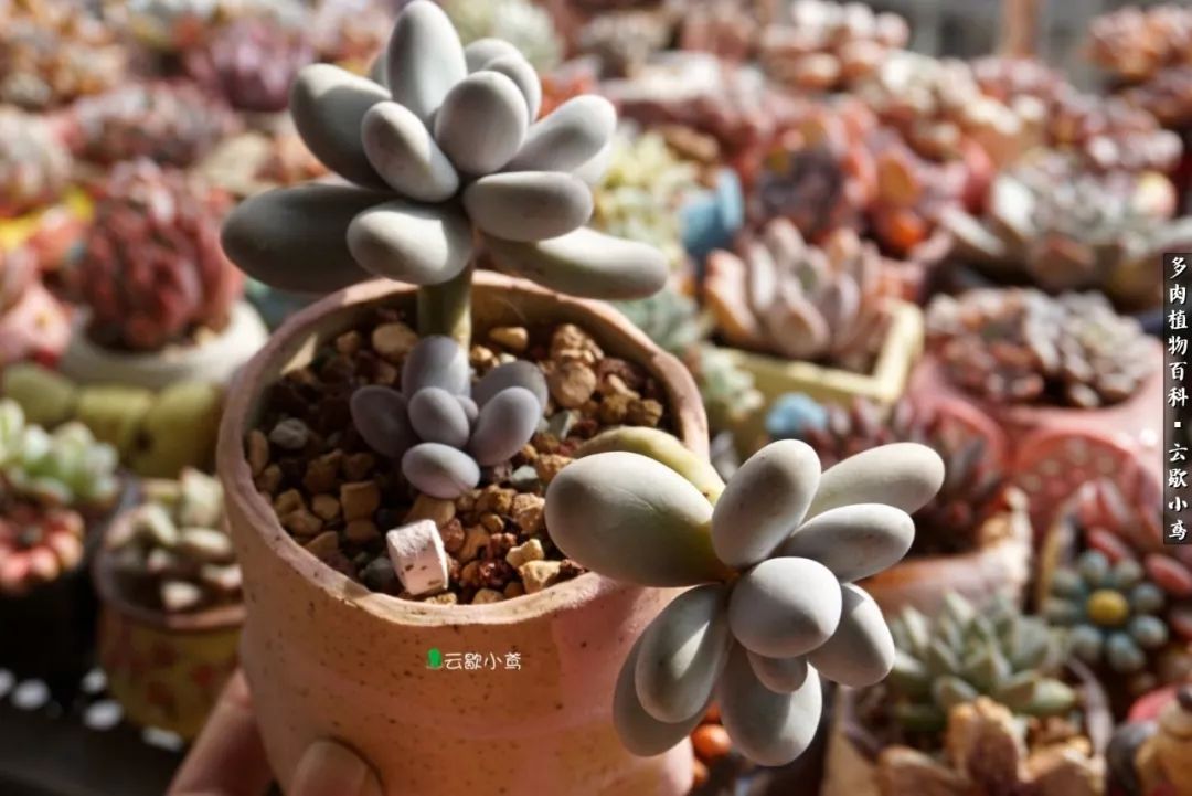 不负人间风月,不负人间风月创作的原声