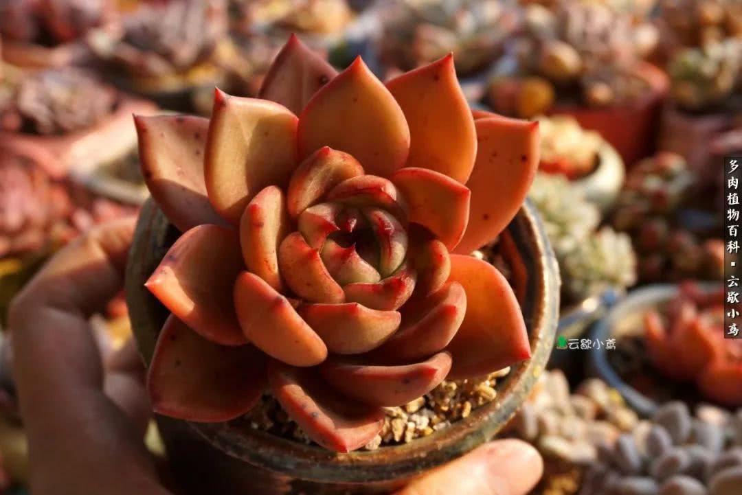 不负人间风月,不负人间风月创作的原声