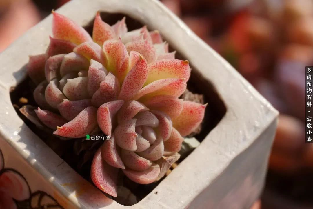 不负人间风月,不负人间风月创作的原声