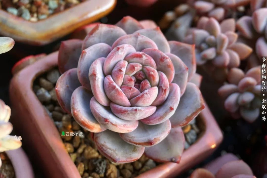 不负人间风月,不负人间风月创作的原声