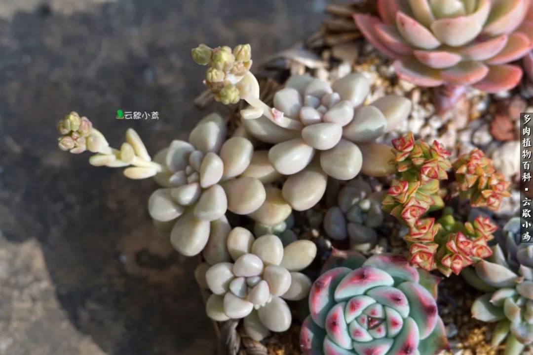 不负人间风月,不负人间风月创作的原声