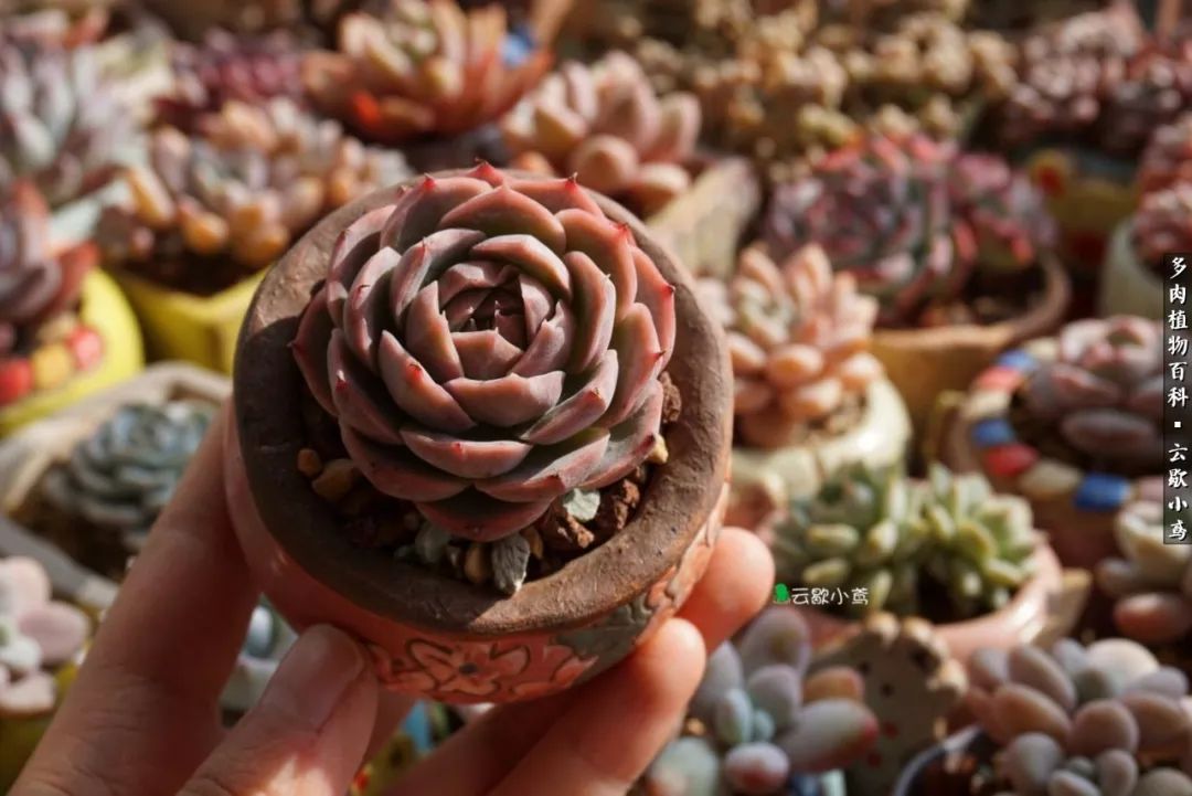 不负人间风月,不负人间风月创作的原声