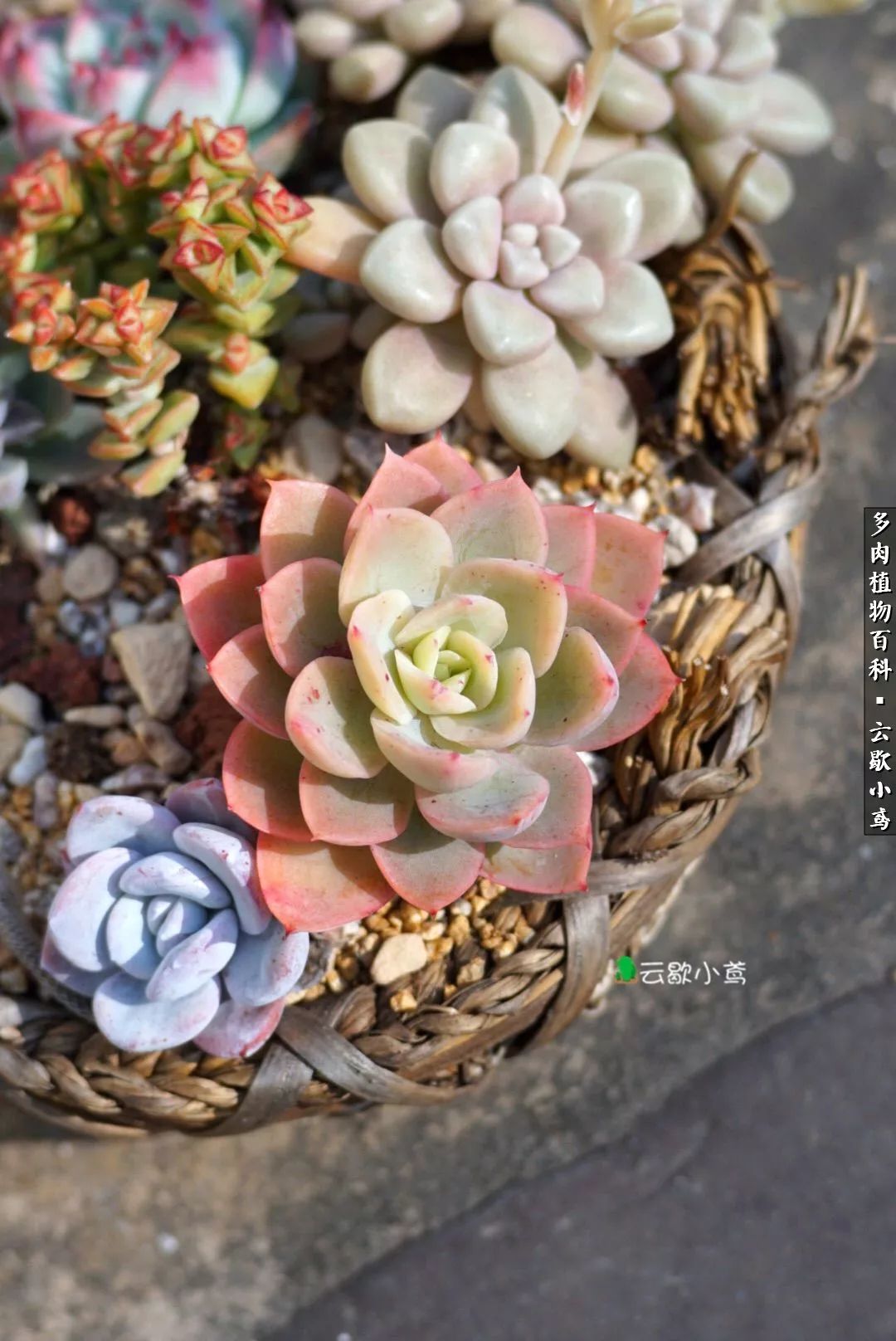 不负人间风月,不负人间风月创作的原声