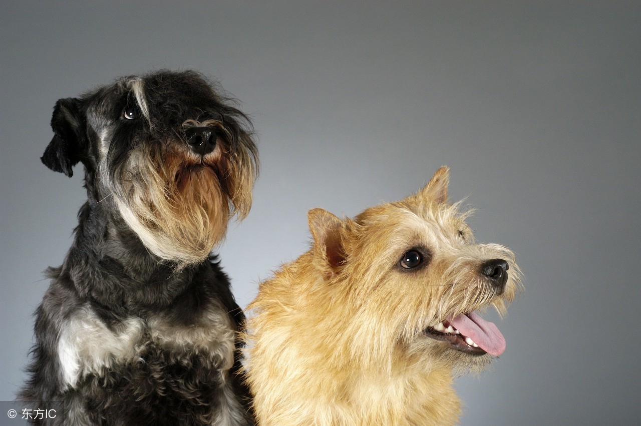 雪纳瑞犬养护知识大盘点图,日常养狗记录vlog雪纳瑞