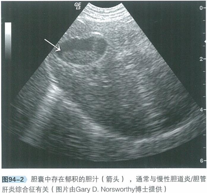 宠物猫呕吐该怎么治疗好,犬猫常见的呕吐原因有哪些