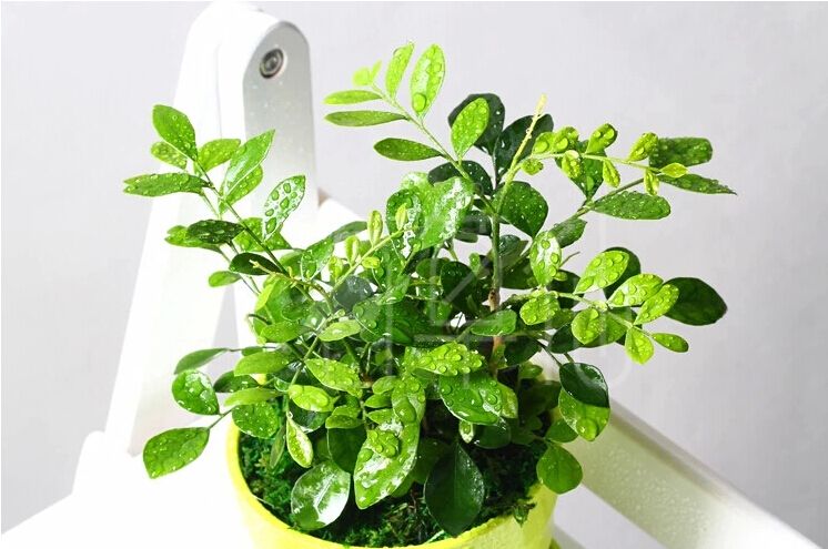 七个流行的除甲醛方法你用过几个,除甲醛十大误区99%的人不知道