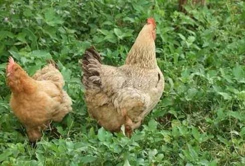 鸡感染鸡瘟的症状,感染了鸡瘟有哪些症状