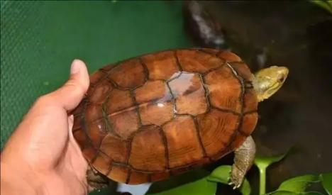 黄喉龟缸里适合养什么绿植,养黄喉小青龟违法吗