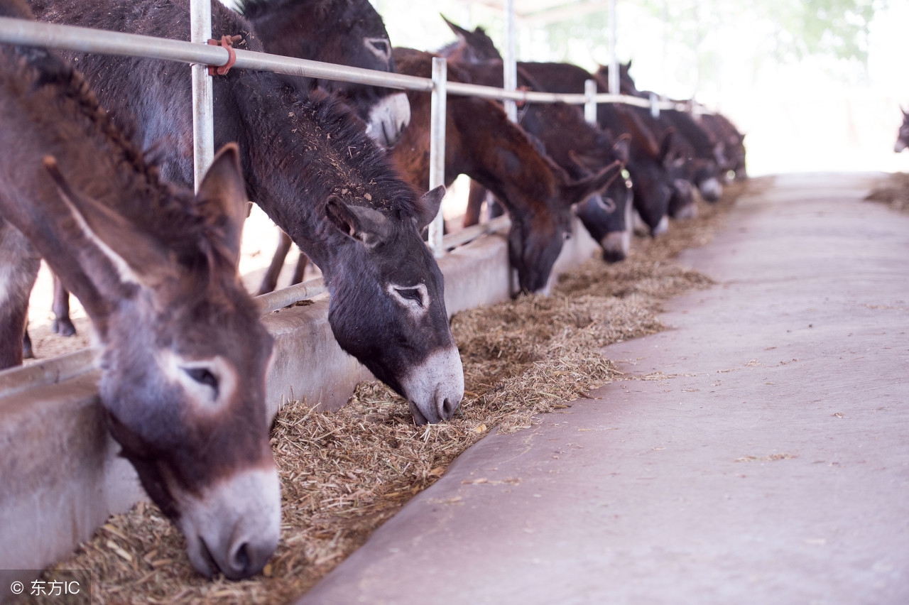 农村养驴有哪些扶贫措施,扶贫养殖产业扶持可行性与必要性