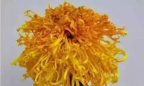 家养绿植花卉施什么肥,花卉绿植养殖方法测评