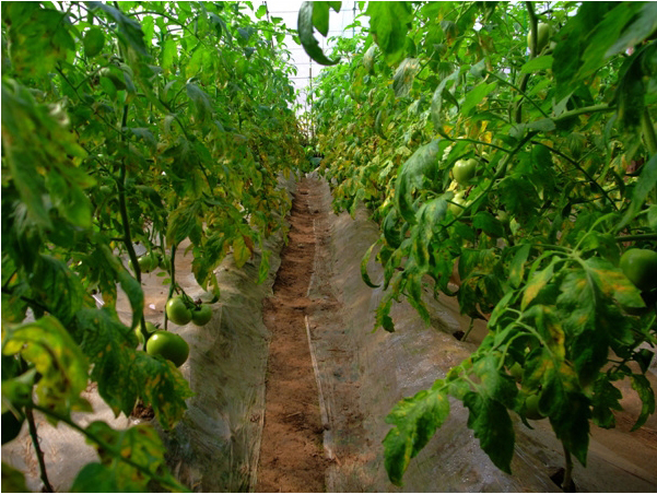 多抗霉素治疗番茄叶霉病吗,番茄叶霉病是真菌还是细菌