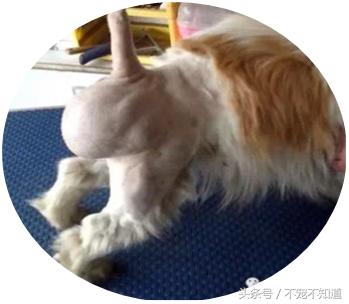 宠物疝气图片,宠物疝气分类