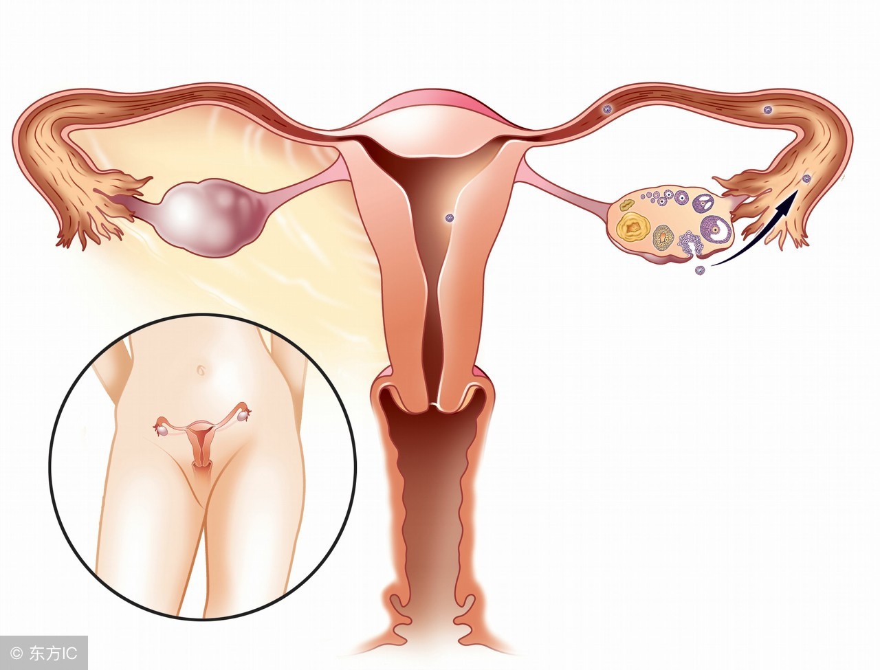 16号排卵期几号是最佳受孕期,准确测出排卵期最易受孕的2天