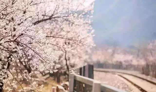 赏花小众景点,发现一处绝美赏花打卡地