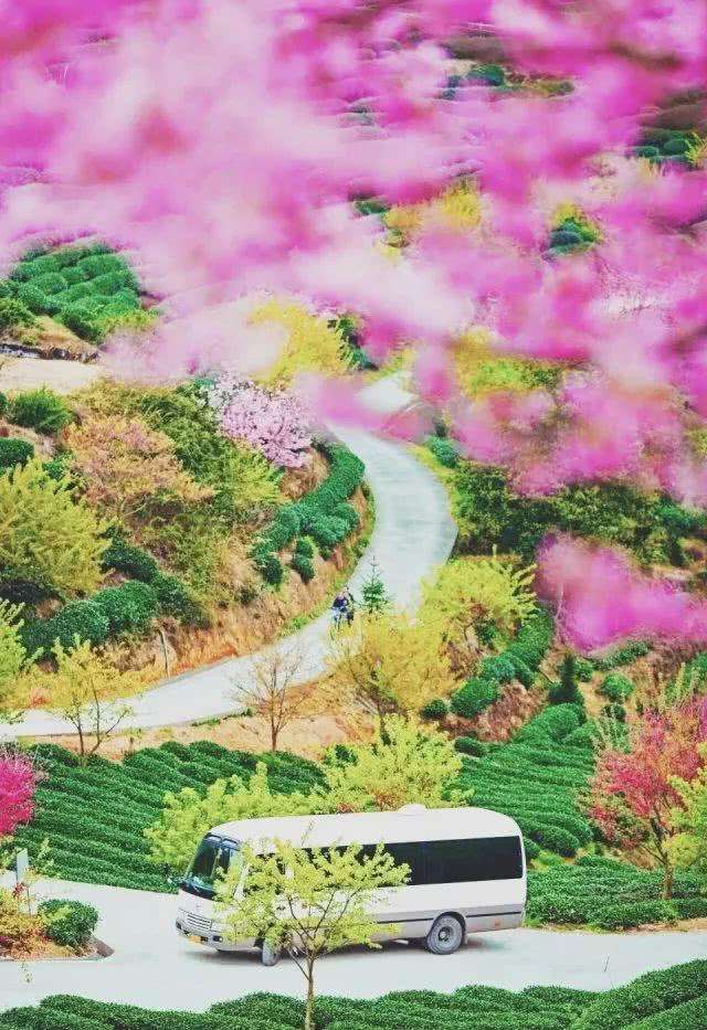 赏花小众景点,发现一处绝美赏花打卡地