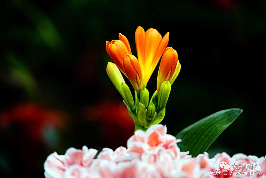 美丽中国摄影片段,38集美丽中国