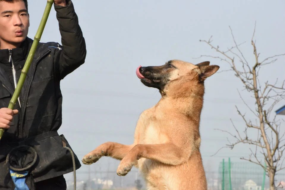 训练马犬科目和实际科目，马犬基础科目训练
