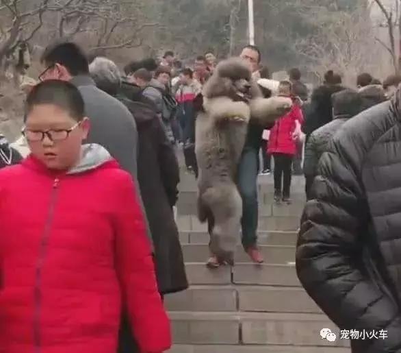 狗主人春节带巨型泰迪去爬山，狗子赖着不下山，狗主人一脸的无奈