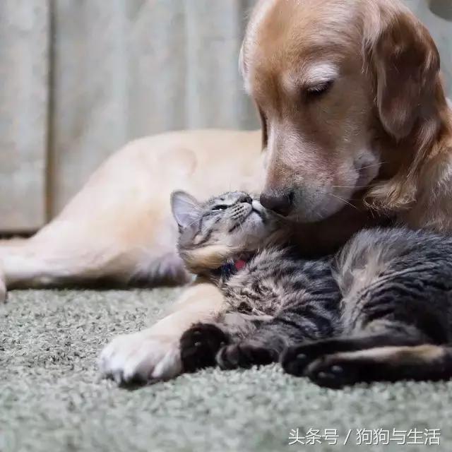 金毛寻回犬2015,金毛寻回犬介绍