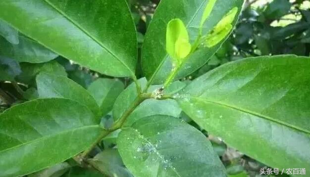 想要预防黄龙病，必先要治木虱！柑橘木虱发生规律与防治|解析