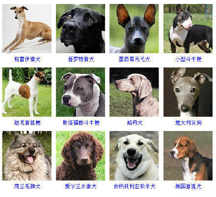 狗狗品种大全看看你认识几种,狗狗的所有类型品种大全介绍