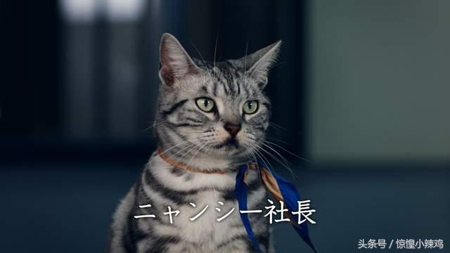 2019宠物猫名字,宠物猫有哪些好听的名字