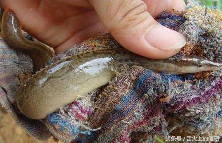 这两种“带刀侍卫”的河鲜，微毒却很美味，一种已很难吃到嘴！