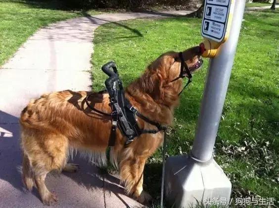 金毛寻回犬2015,金毛寻回犬介绍