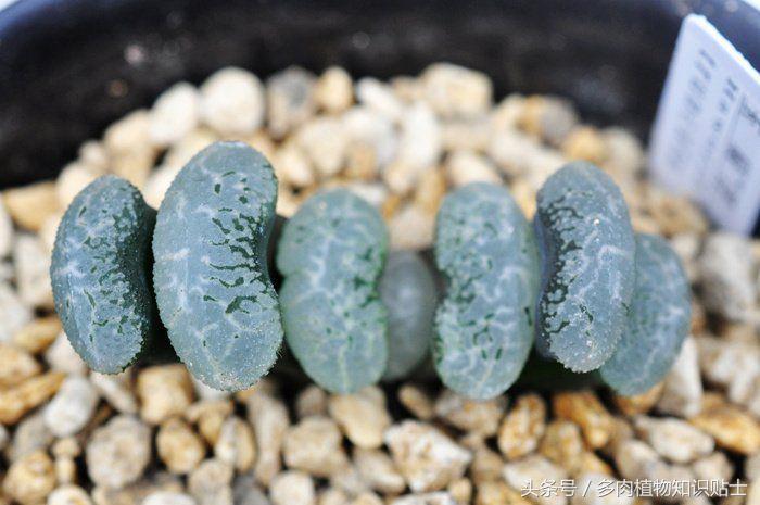 国内多肉植物圈子里的八类人，当中有你吗？