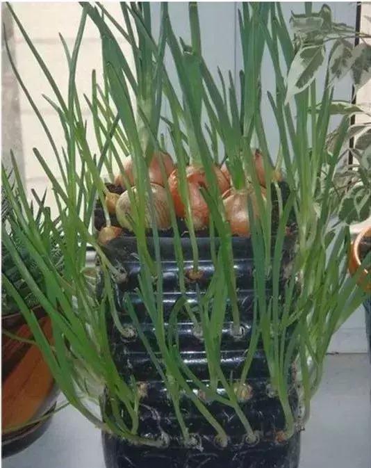 谁还买菜啊，空油桶剪两刀，蔬菜多到吃不完！