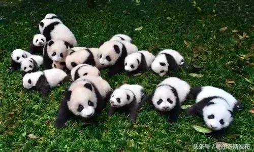 与狗接吻不怕得狂犬病吗,跟狗狗亲嘴会感染狂犬病么