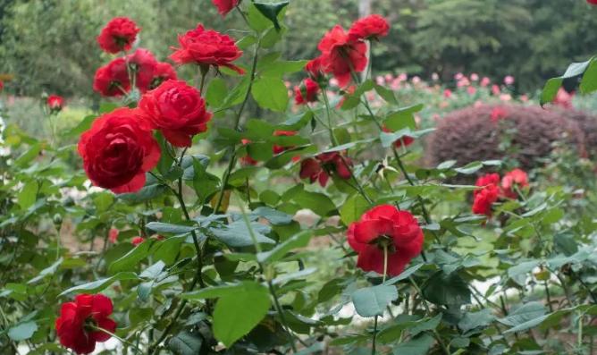 深圳元宵节有灯光秀吗,深圳民俗文化村元宵节