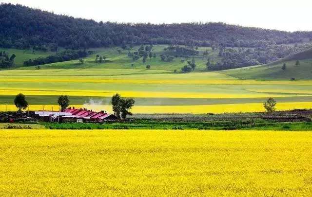 中国十大最美油菜花前十位,中国最美十大油菜花田排名