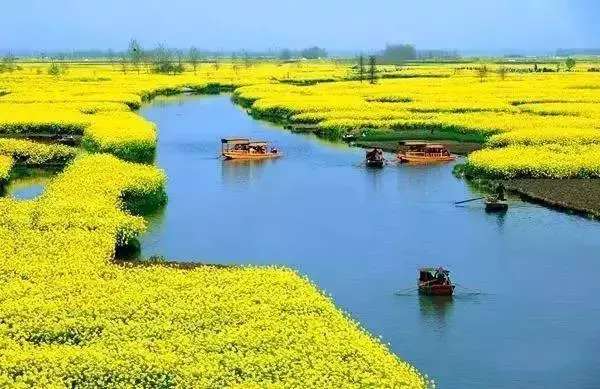 中国十大最美油菜花前十位,中国最美十大油菜花田排名