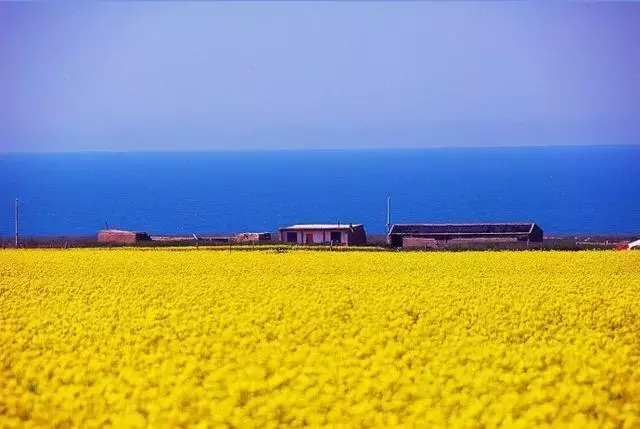 中国十大最美油菜花前十位,中国最美十大油菜花田排名