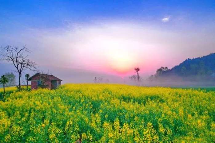 中国十大最美油菜花前十位,中国最美十大油菜花田排名