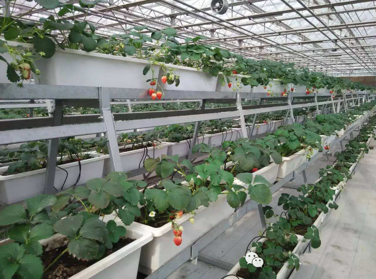 什么是无土栽培种植？无土栽培真有介绍的那么好吗