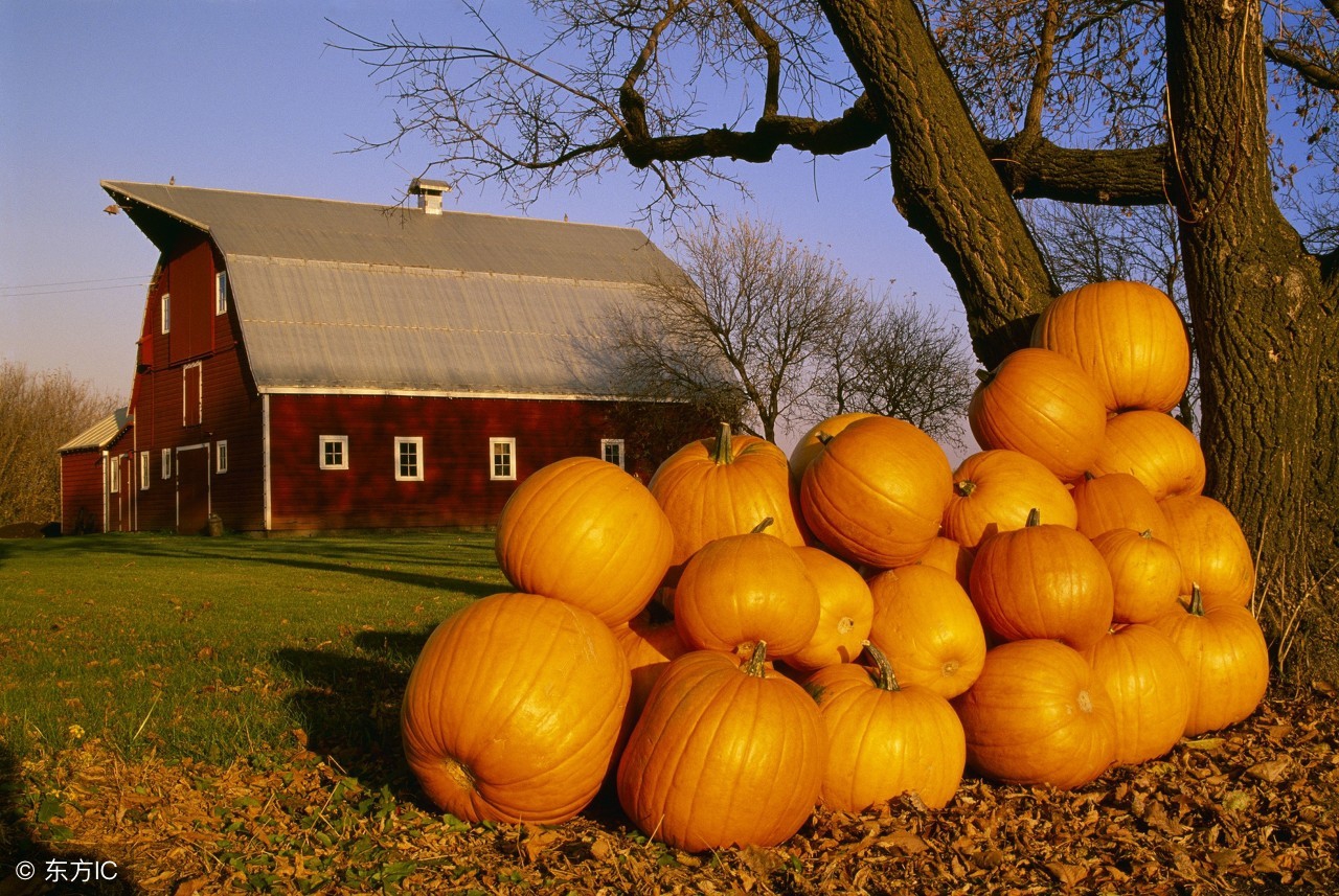用农作物做的南瓜,南瓜农作物介绍