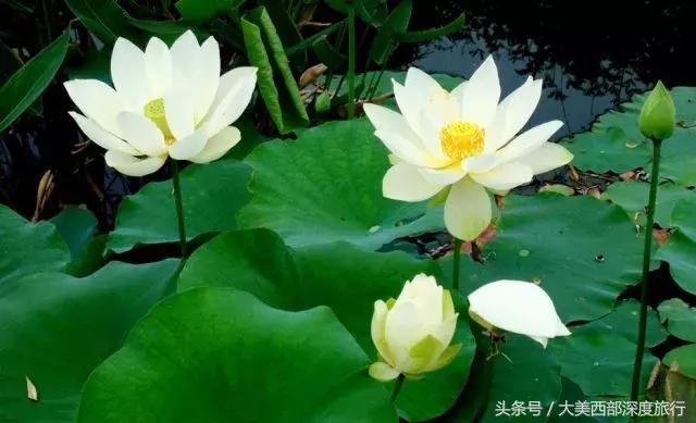 大连英歌石植物园赏花时间表,2022常州公园赏花时间表