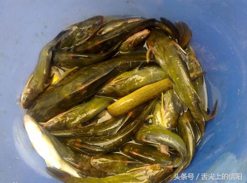 这两种“带刀侍卫”的河鲜，微毒却很美味，一种已很难吃到嘴！