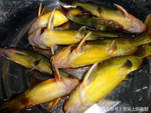 这两种“带刀侍卫”的河鲜，微毒却很美味，一种已很难吃到嘴！