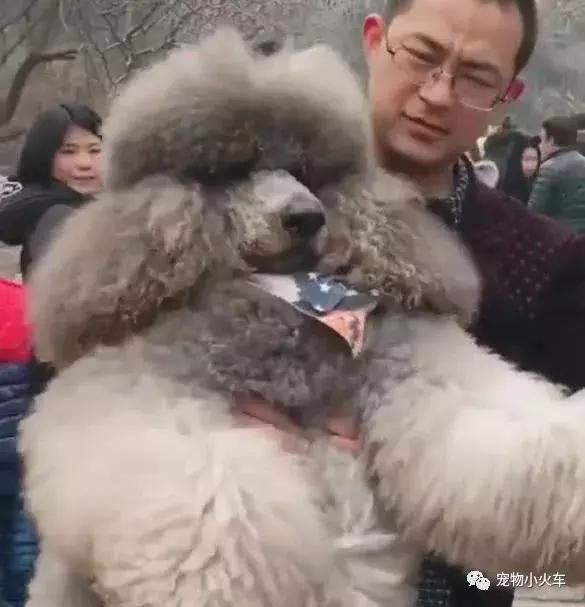 狗主人春节带巨型泰迪去爬山，狗子赖着不下山，狗主人一脸的无奈