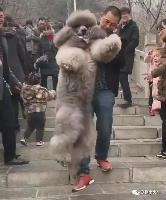 狗主人春节带巨型泰迪去爬山，狗子赖着不下山，狗主人一脸的无奈