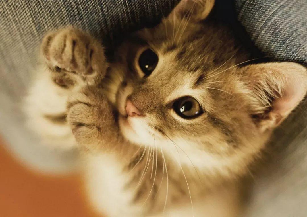 为什么最近博主都卖号了,为什么很多头条的博主都卖货了