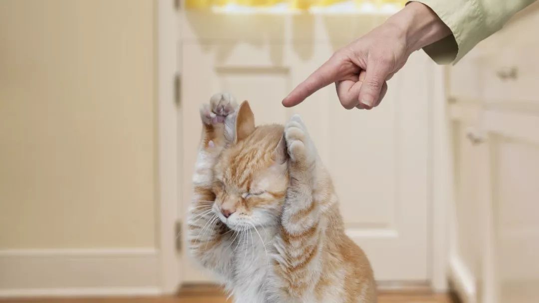 这件金融大事被低估！中信银行用行动“证明”不看好北京房价