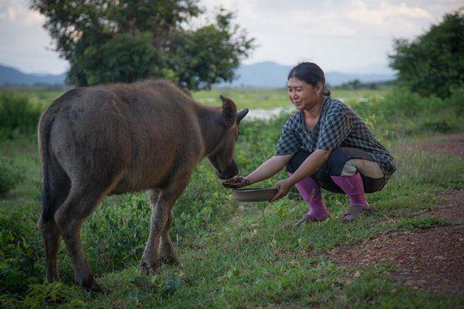泰国牛屎咖啡有哪些,泰国象屎咖啡多少钱