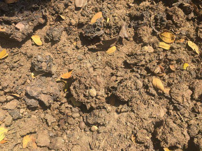 泰国牛屎咖啡有哪些,泰国象屎咖啡多少钱